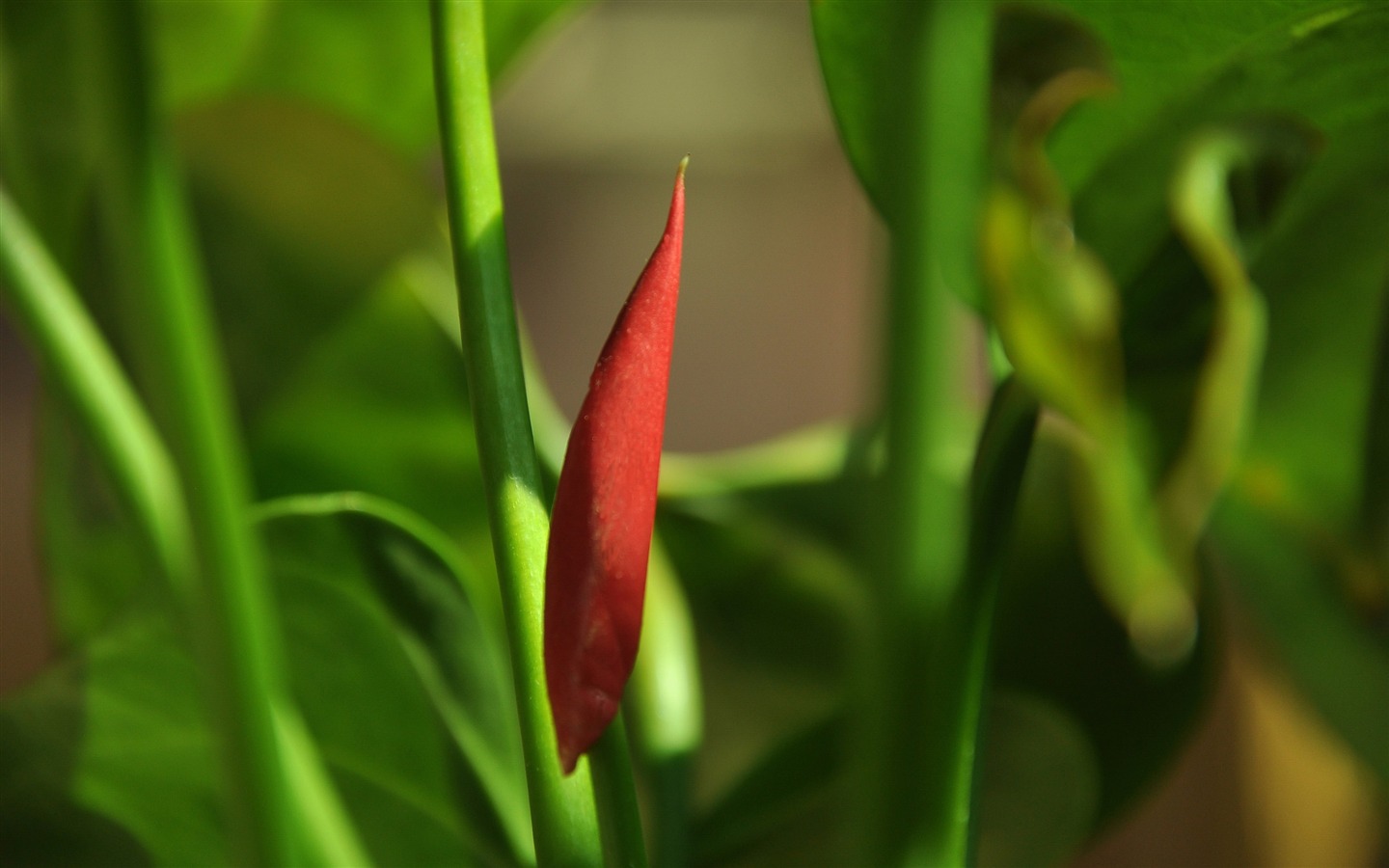 Flower close-up (Old œuvres Hong OK) #19 - 1440x900