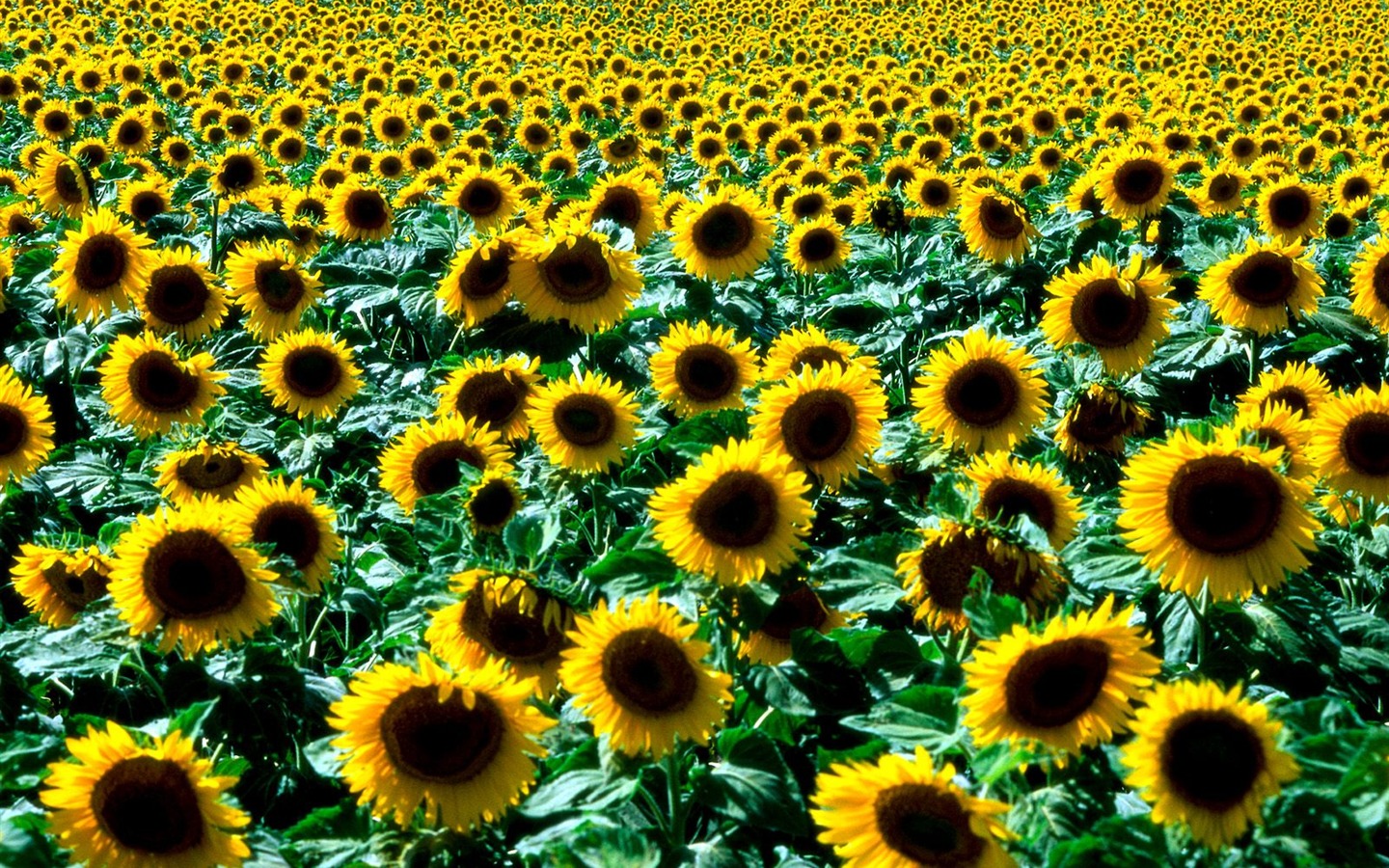 Planter des arbres fonds d'écran (5) #4 - 1440x900