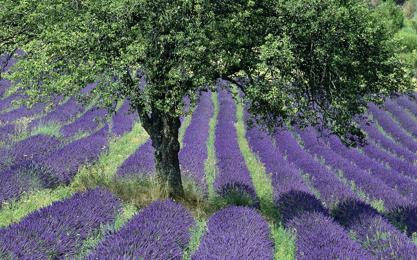 植物の木の壁紙 (6) #3 - 1440x900