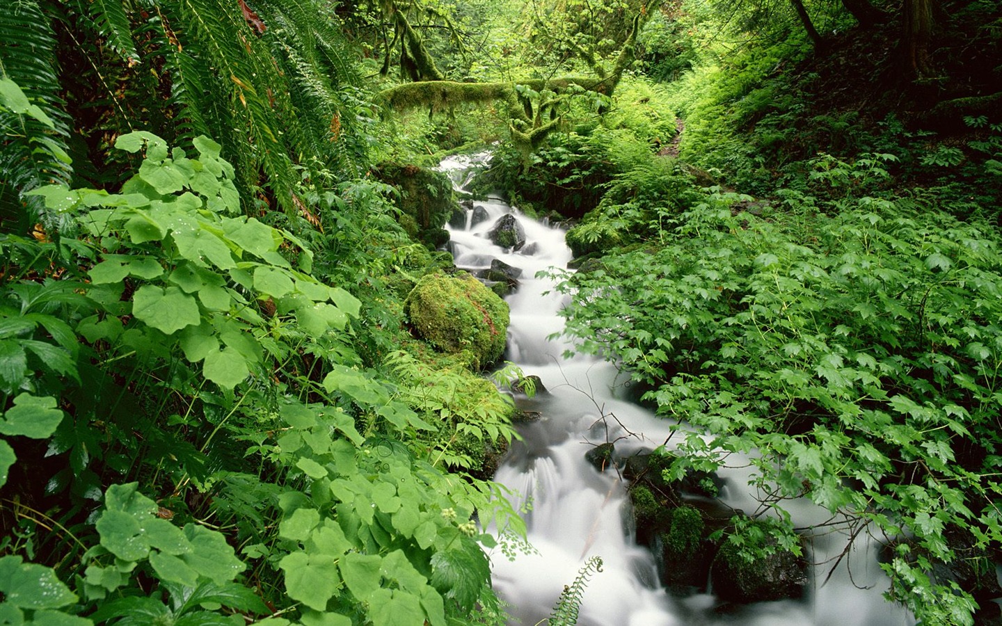 Cascada arroyos fondo de pantalla (6) #15 - 1440x900