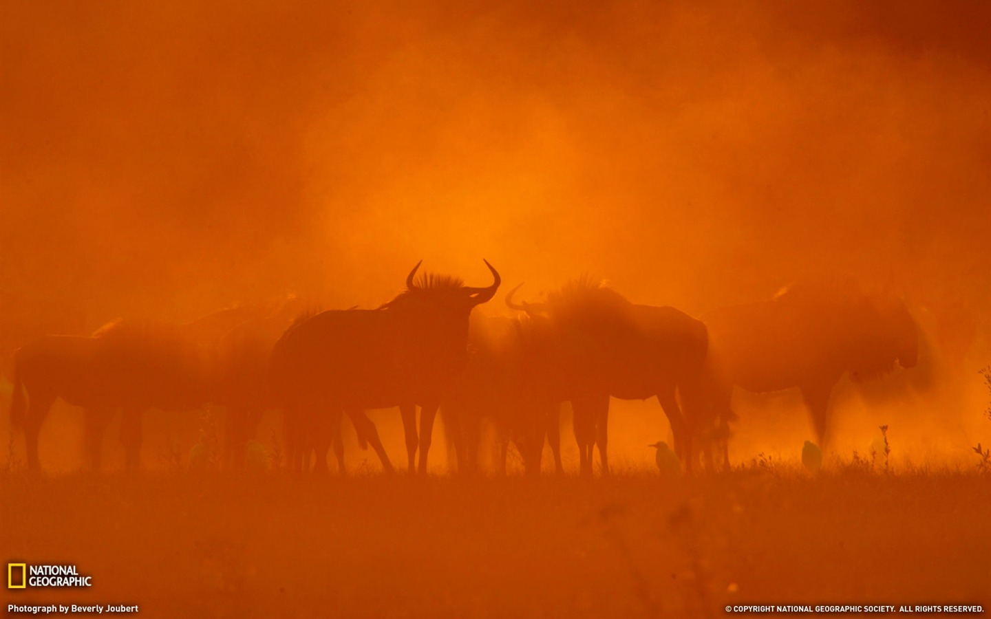 Nacional Geographic animales fondos de escritorio de disco (3) #12 - 1440x900