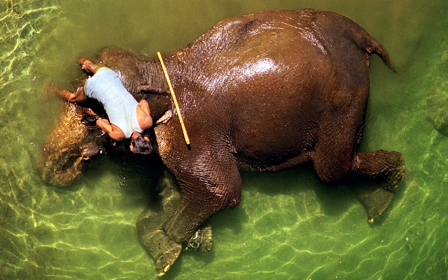 National Geographic animal wallpaper album (4) #8 - 1440x900