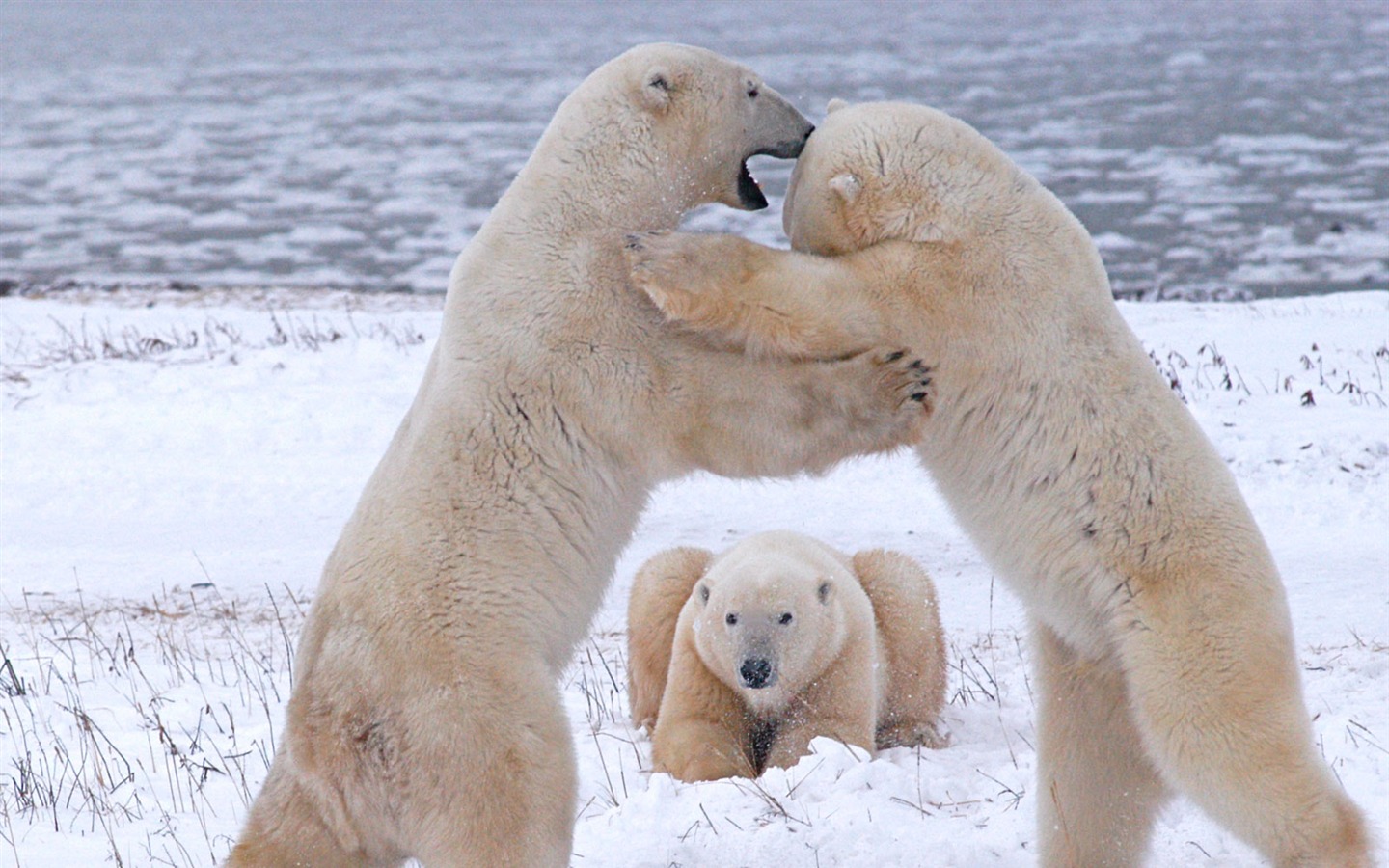 National Geographic animal wallpaper album (5) #16 - 1440x900