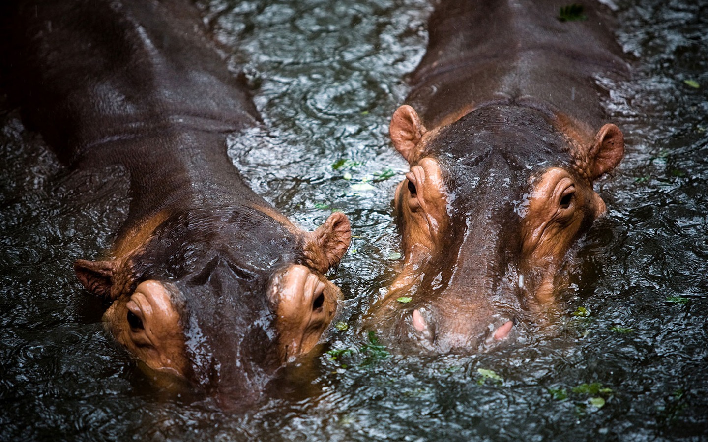 National Geographic animal wallpaper album (6) #3 - 1440x900