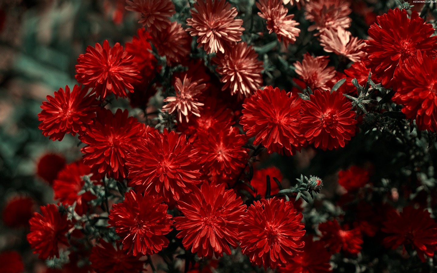 寬屏鮮花特寫 壁紙(11) #5 - 1440x900