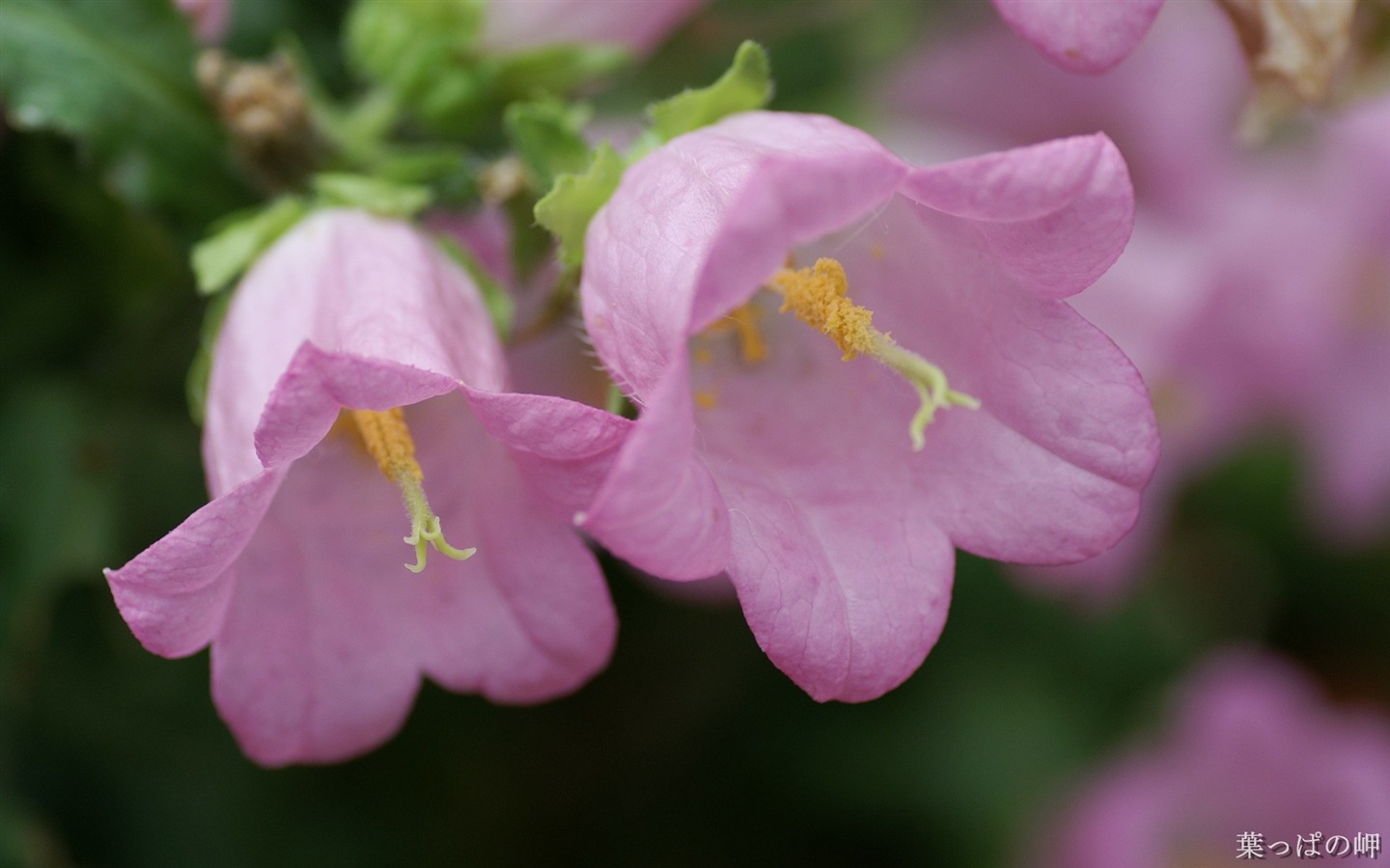 fleurs fond d'écran Widescreen close-up (11) #8 - 1440x900