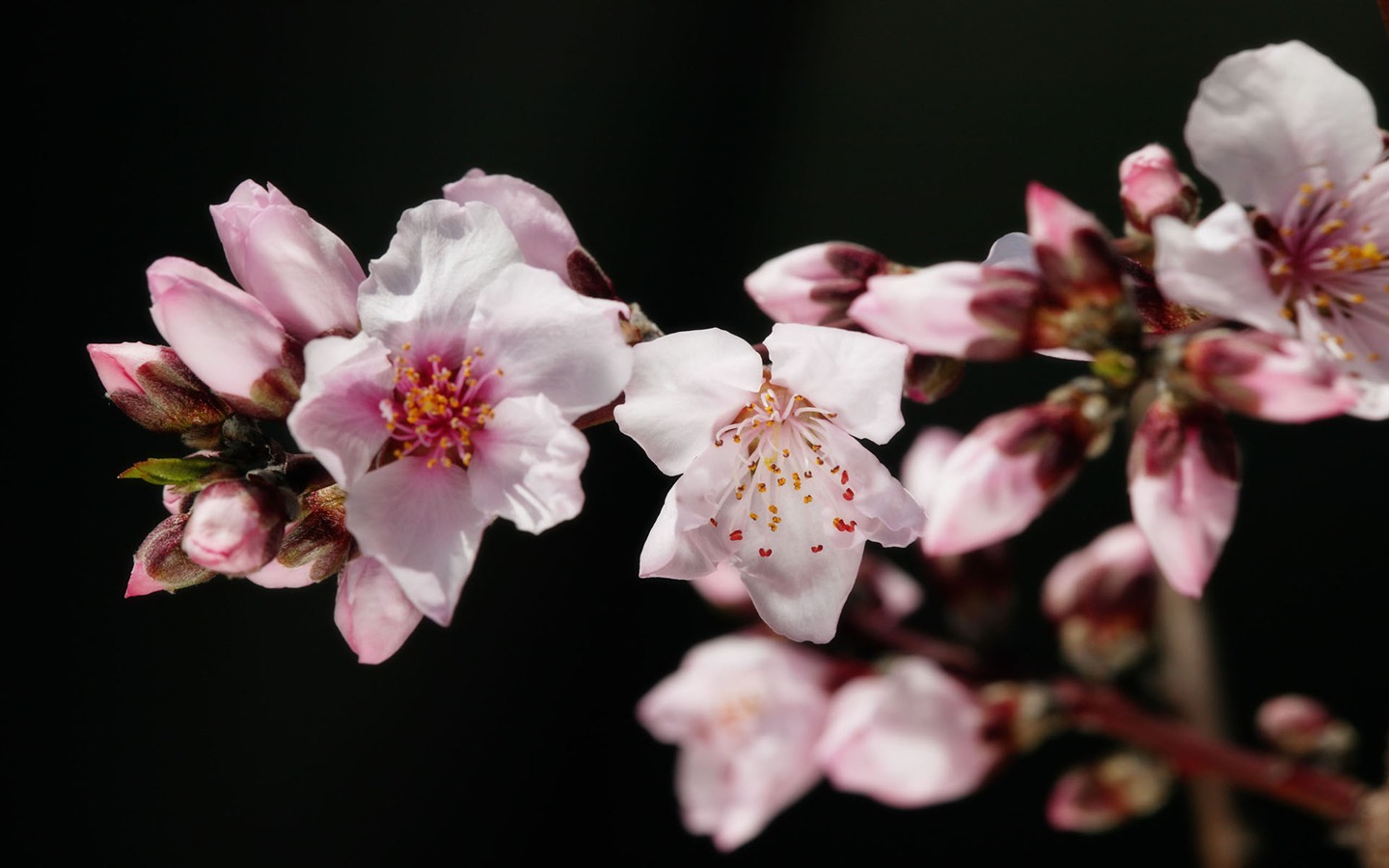 fleurs fond d'écran Widescreen close-up (11) #13 - 1440x900