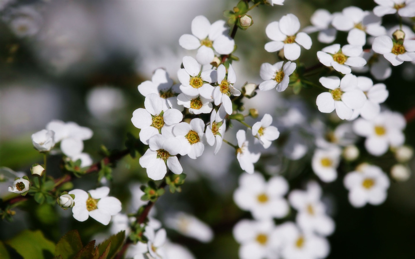 寬屏鮮花特寫 壁紙(11) #14 - 1440x900