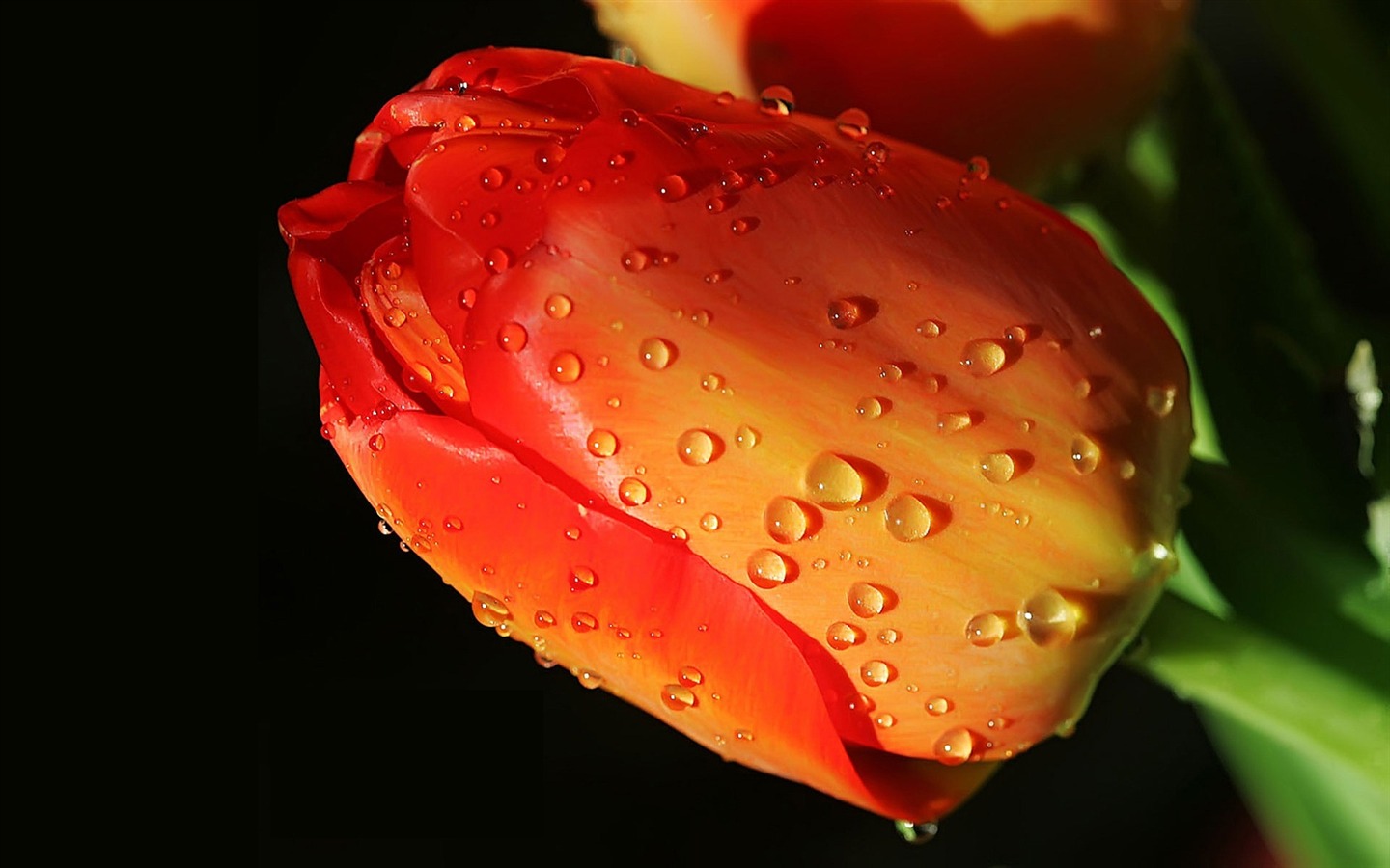HD wallpaper flowers and drops of water #13 - 1440x900