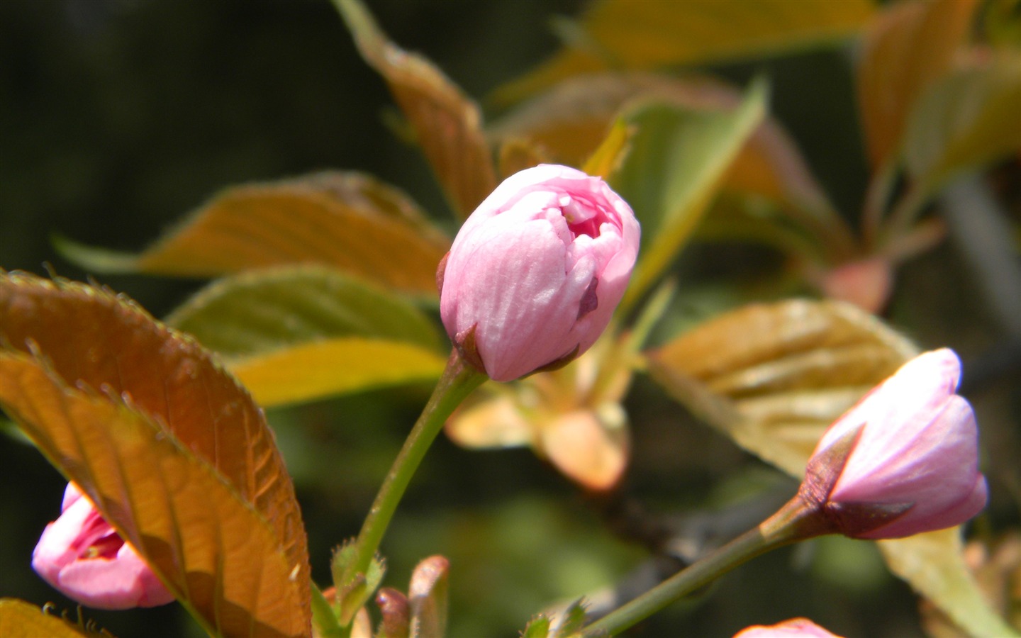 Flowers HD photography collection (1) #1 - 1440x900