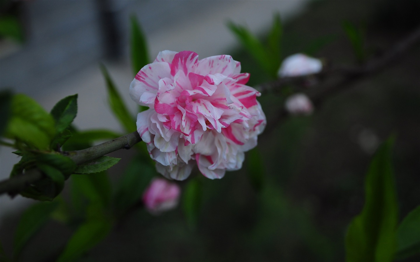 花草攝影 高清合集(一) #20 - 1440x900