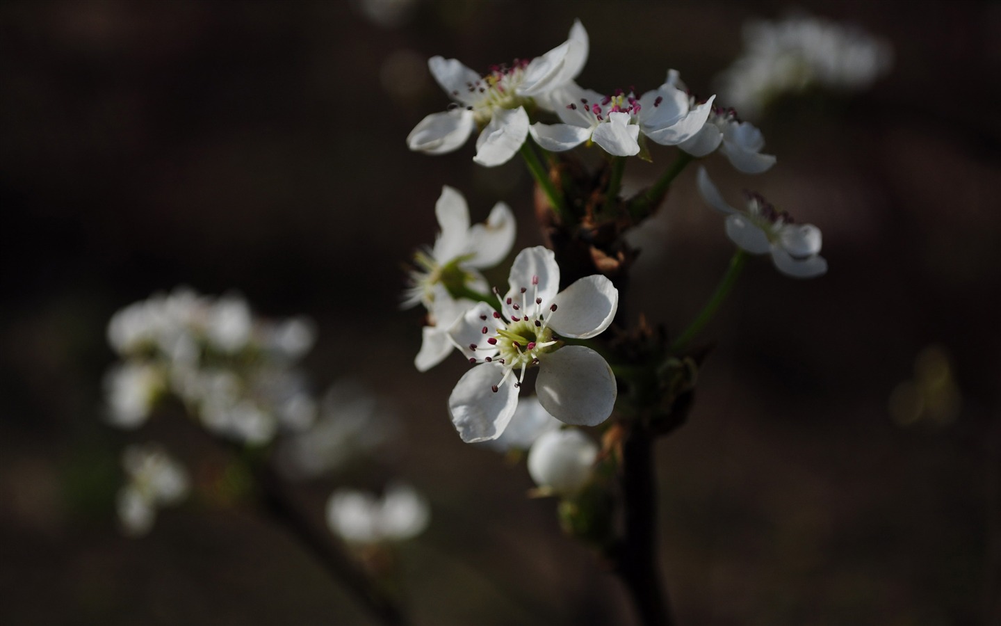 collection Fleurs photographie HD (2) #8 - 1440x900