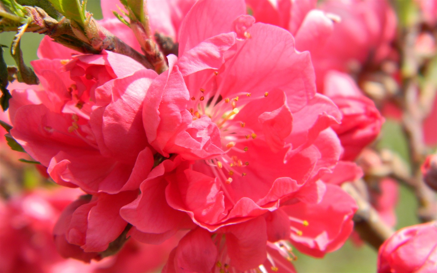 花草攝影 高清合集(二) #14 - 1440x900
