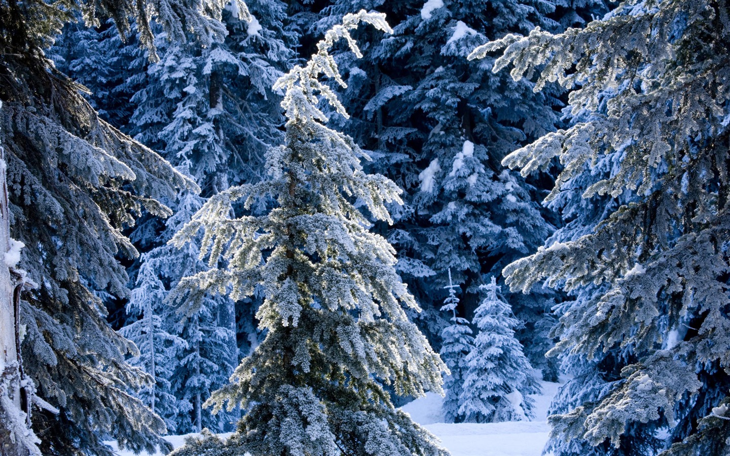 寬屏雪景 壁紙(二) #16 - 1440x900