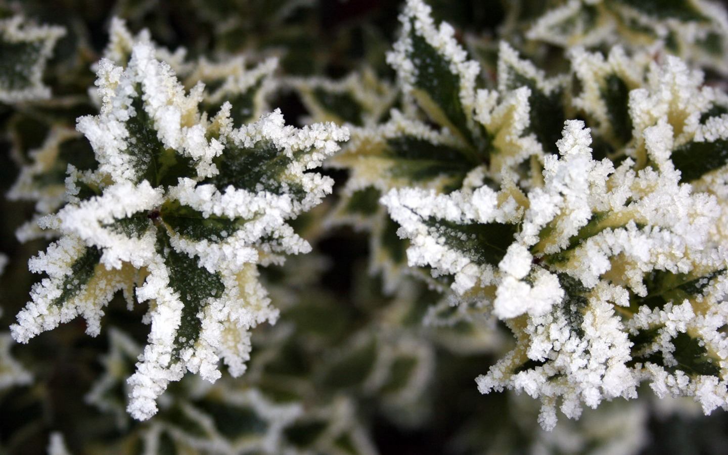 冰雪植物 壁紙專輯(二) #11 - 1440x900