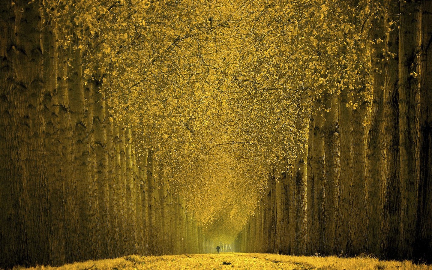 Tapety Krajina Kolekce (13) #15 - 1440x900