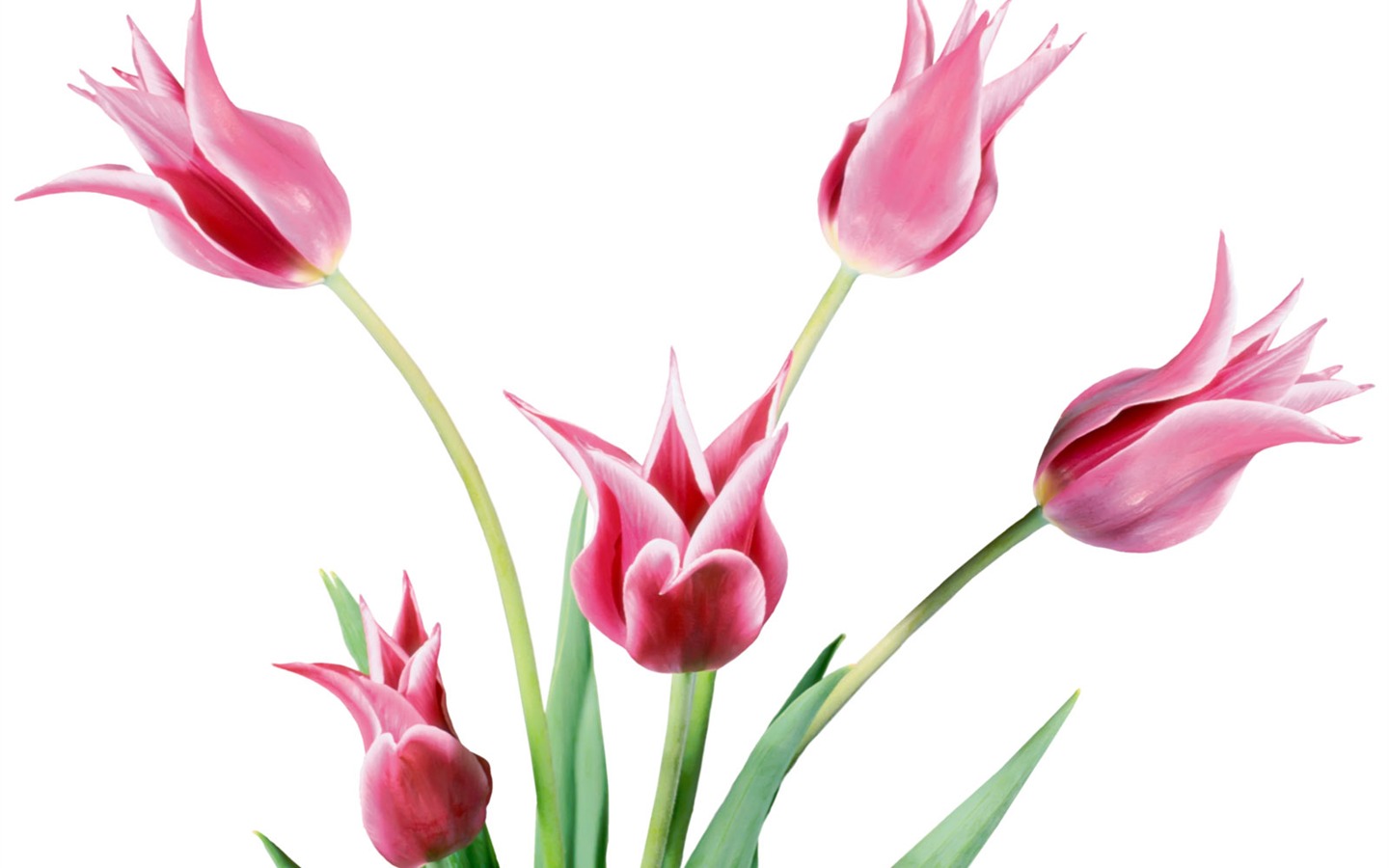 Fond d'écran album Tulip (1) #10 - 1440x900