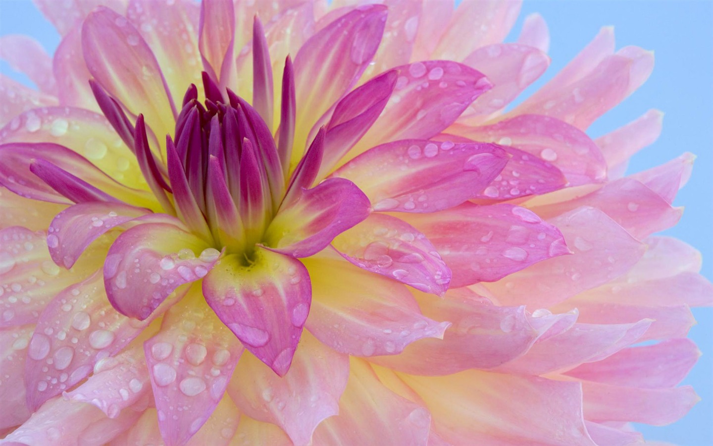 fleurs fond d'écran Widescreen close-up (12) #13 - 1440x900