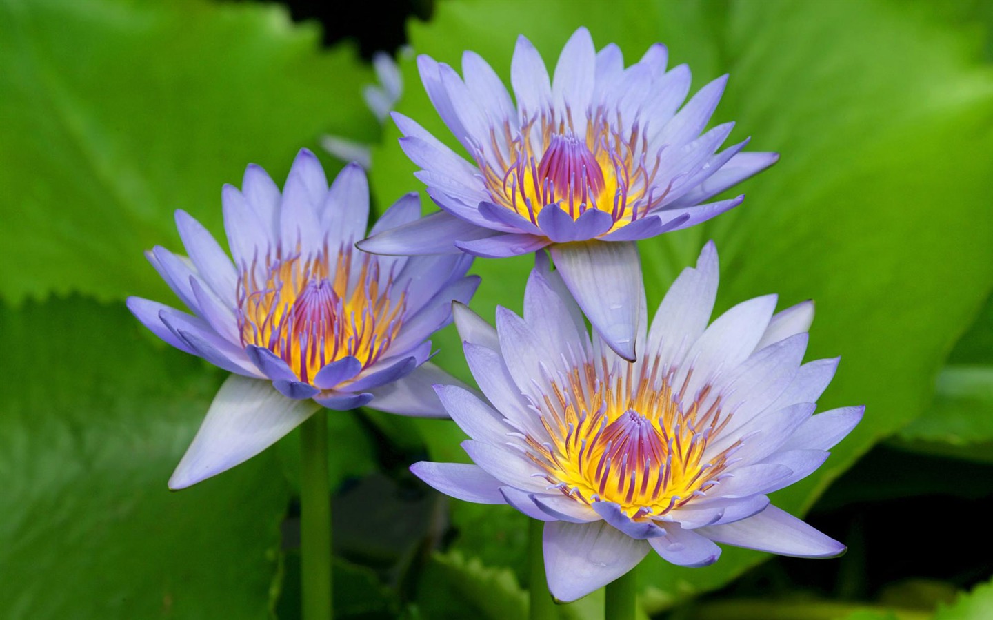 寬屏鮮花特寫 壁紙(12) #20 - 1440x900