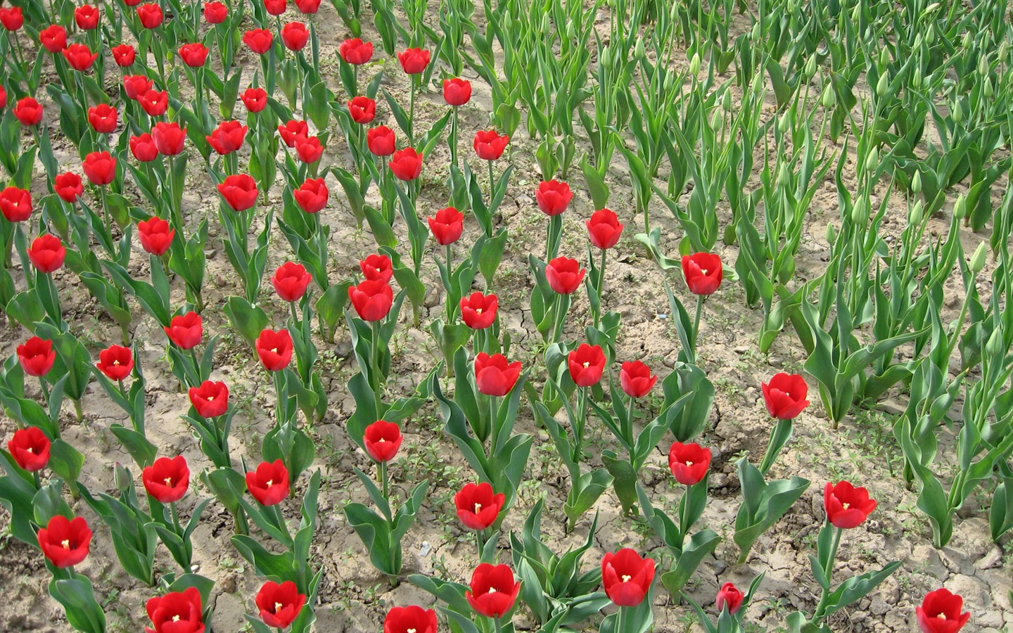 Tulip álbum de fondo de pantalla (4) #17 - 1440x900