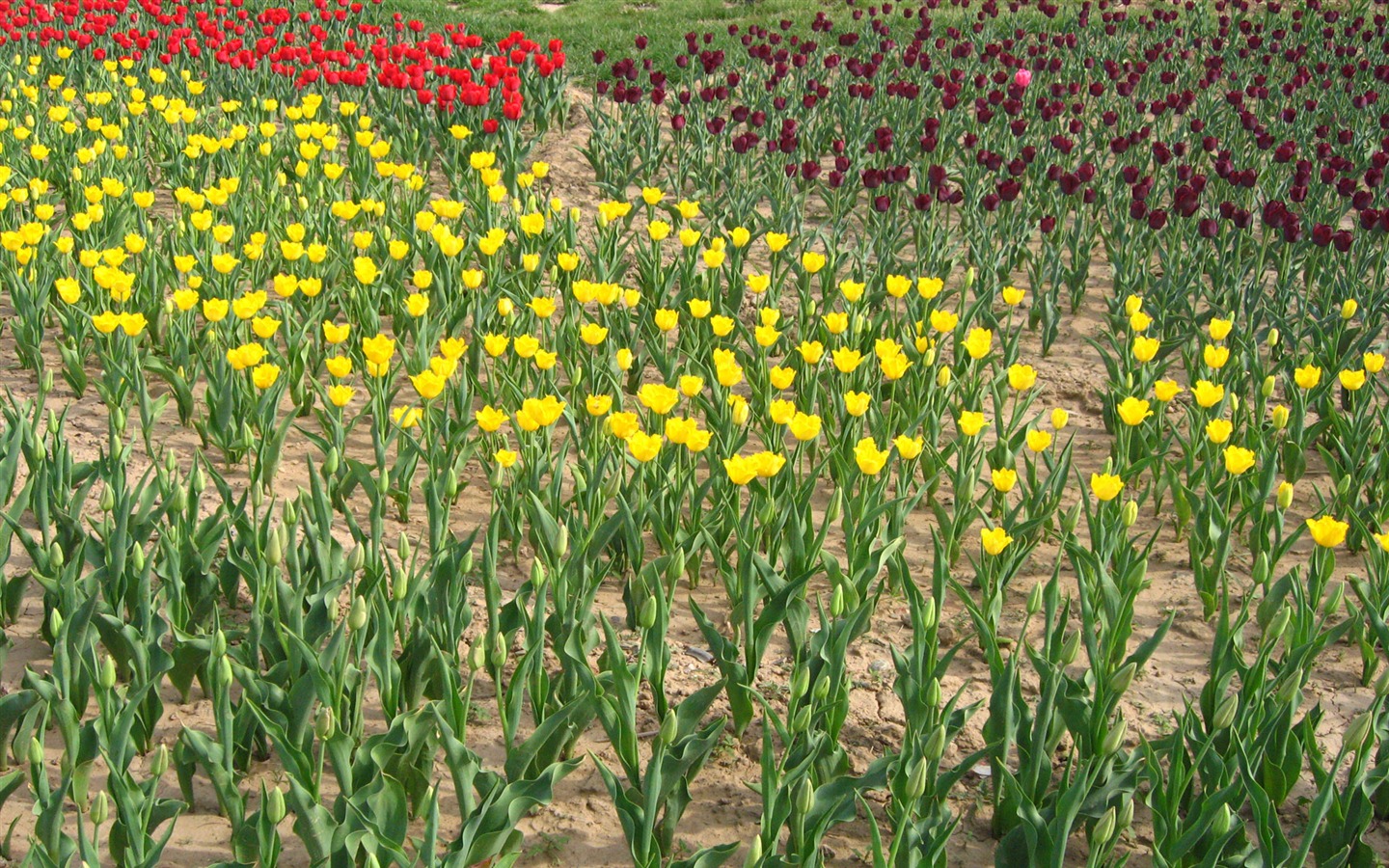 Fond d'écran album Tulip (4) #19 - 1440x900