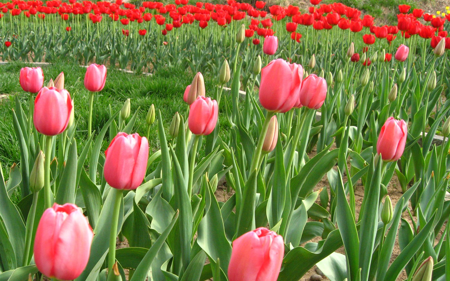 Fond d'écran album Tulip (6) #7 - 1440x900