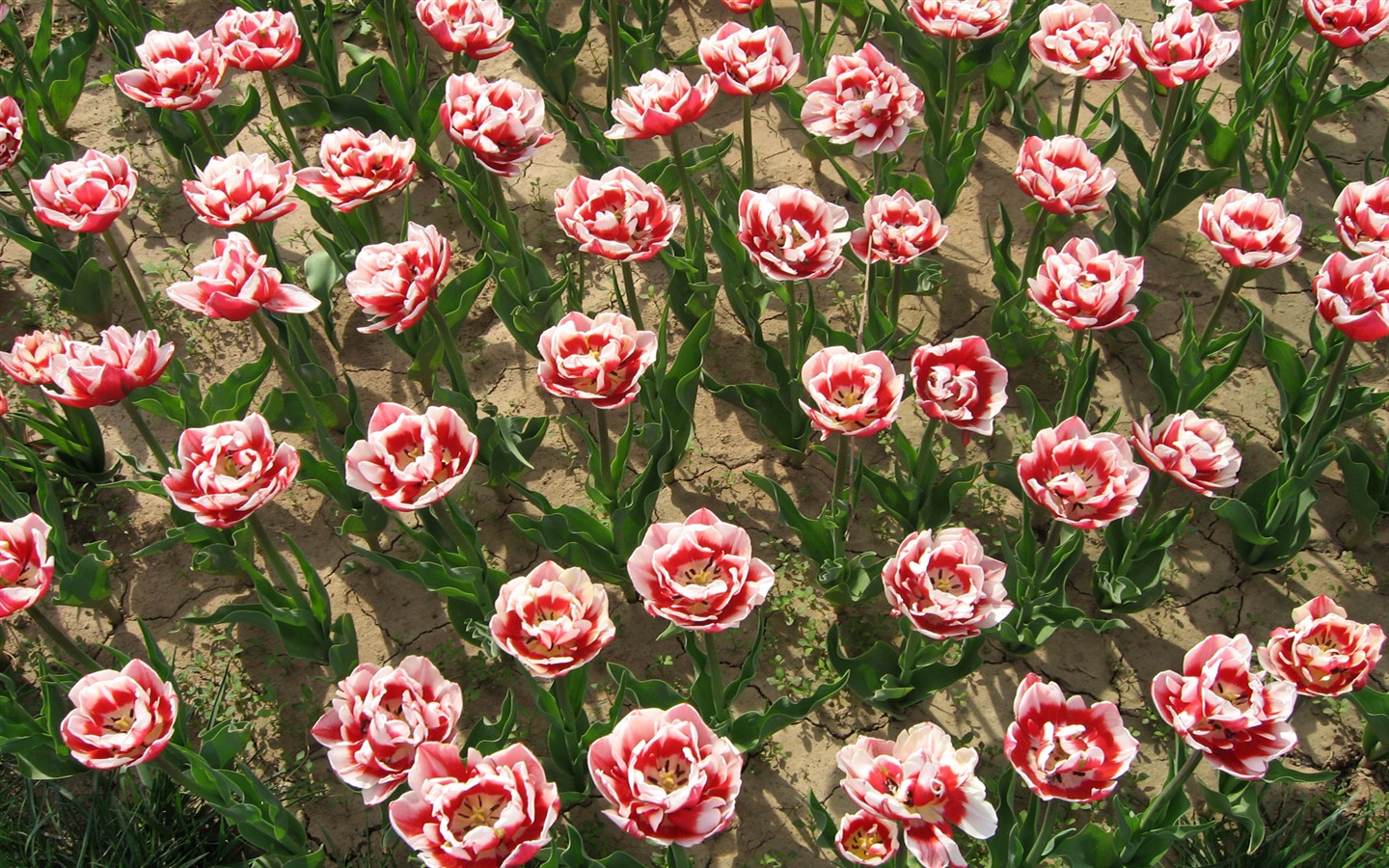 Fond d'écran album Tulip (6) #11 - 1440x900