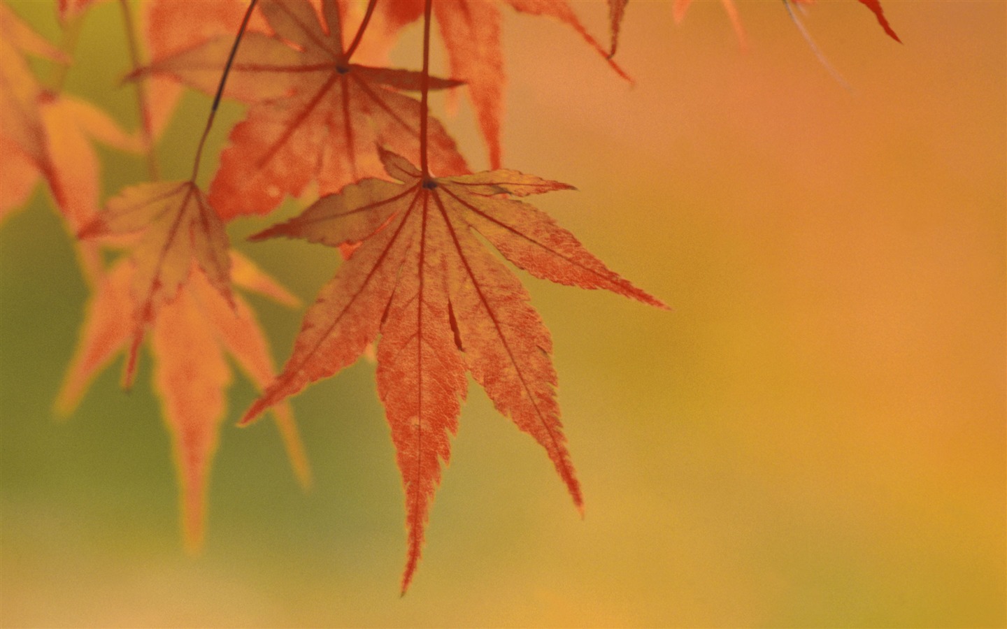 超大鮮花綠葉特寫 壁紙(一) #3 - 1440x900