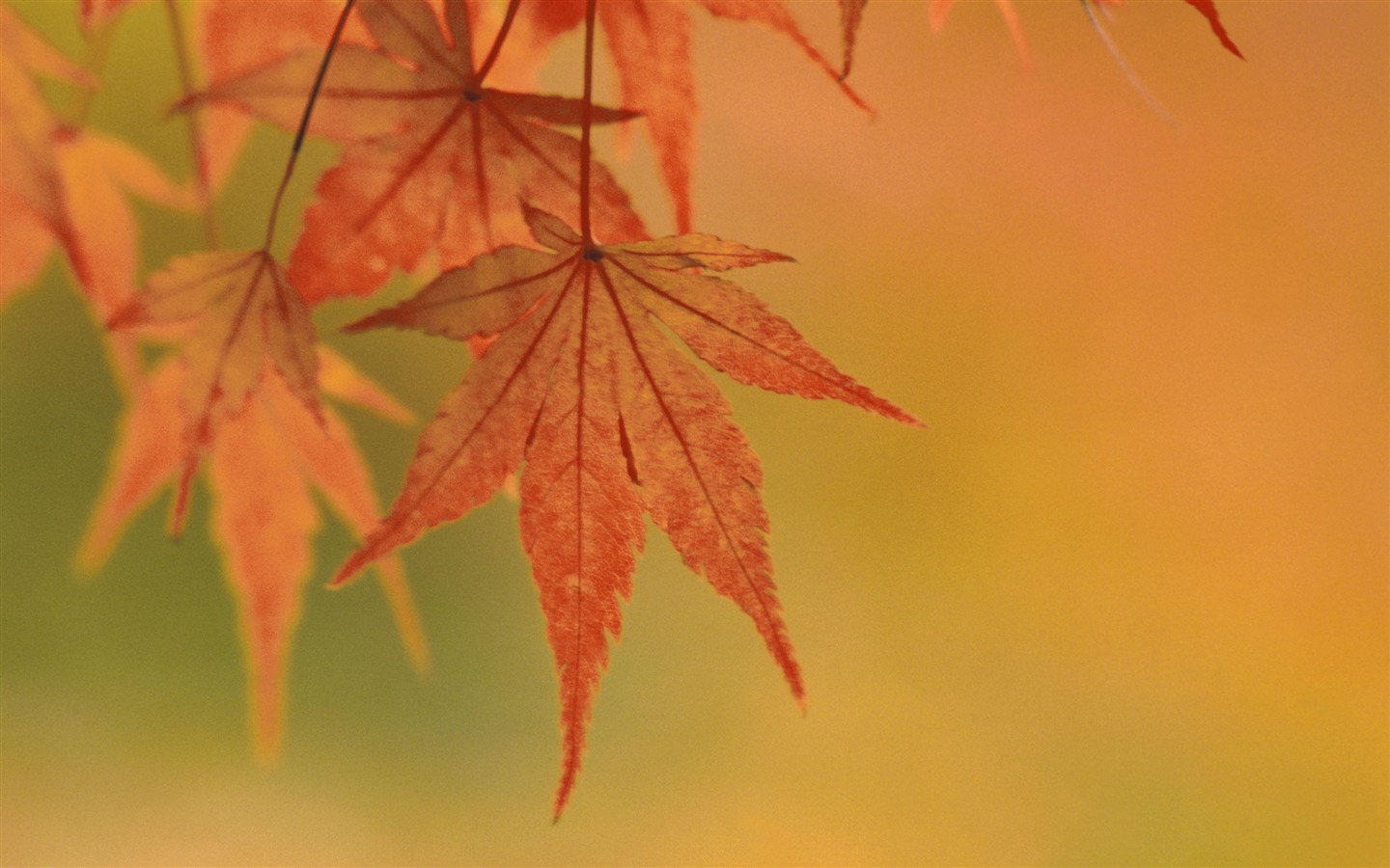 Large green leaves close-up flower wallpaper (1) #3 - 1440x900