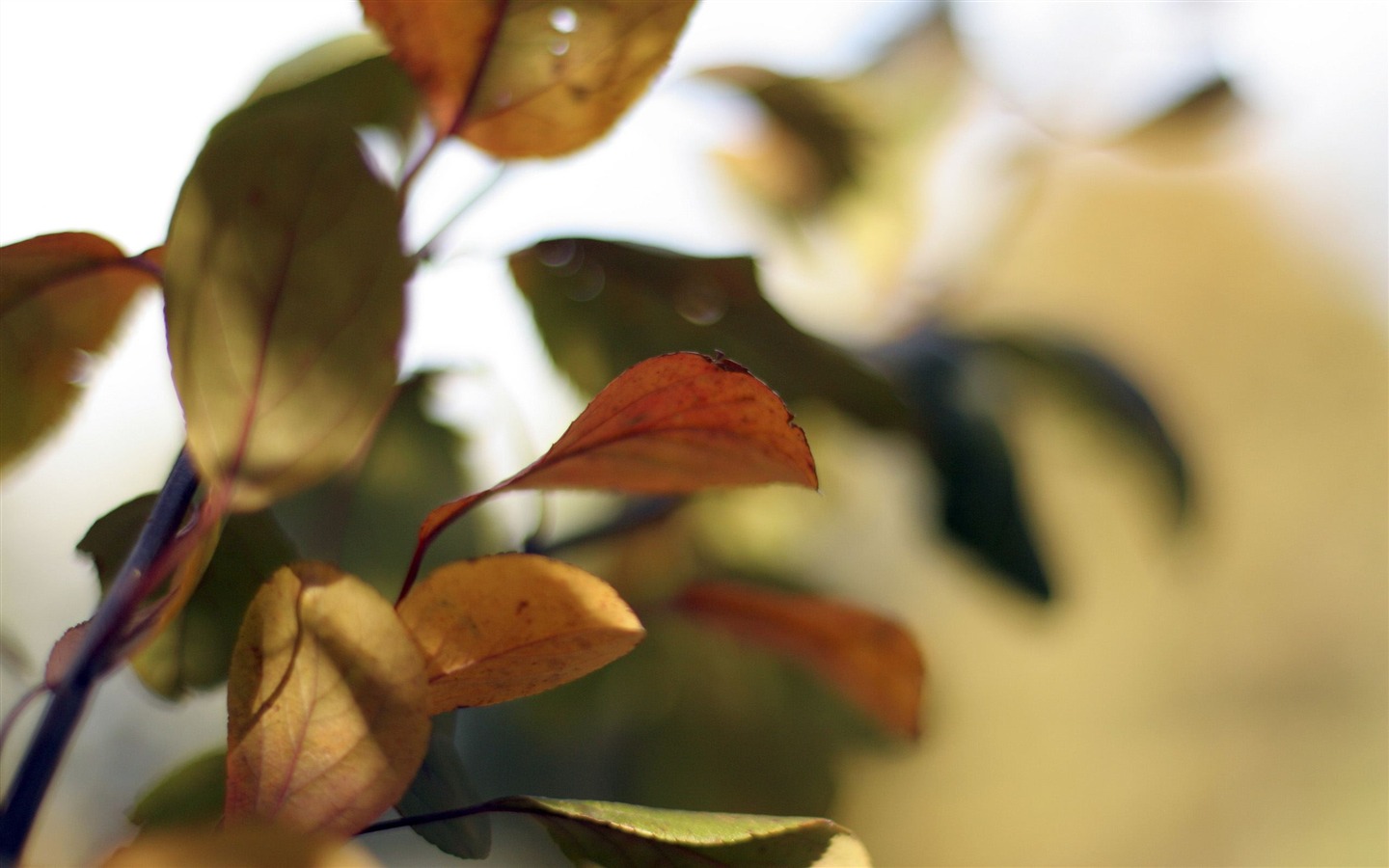 Large green leaves close-up flower wallpaper (2) #5 - 1440x900