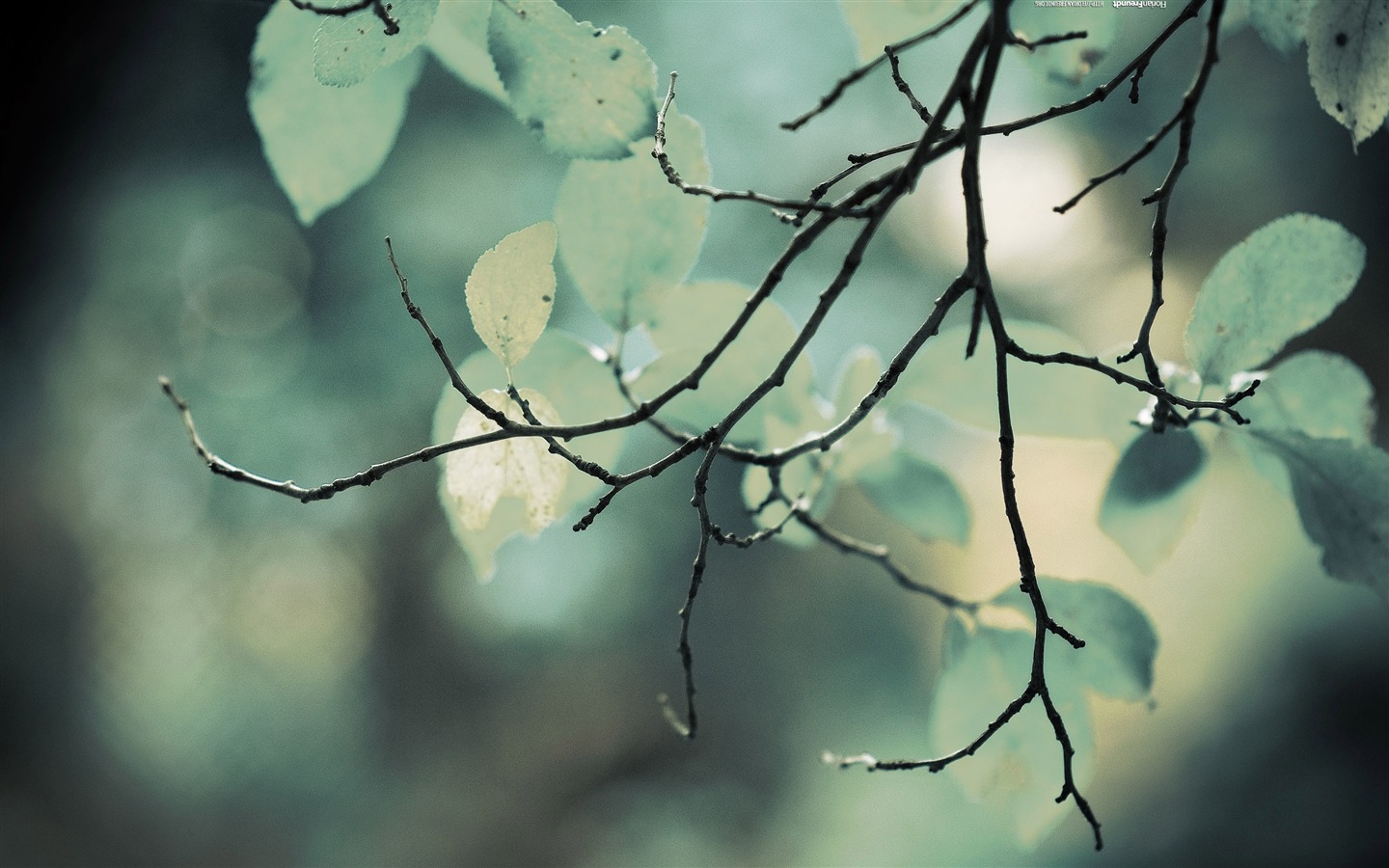 Large green leaves close-up flower wallpaper (2) #7 - 1440x900