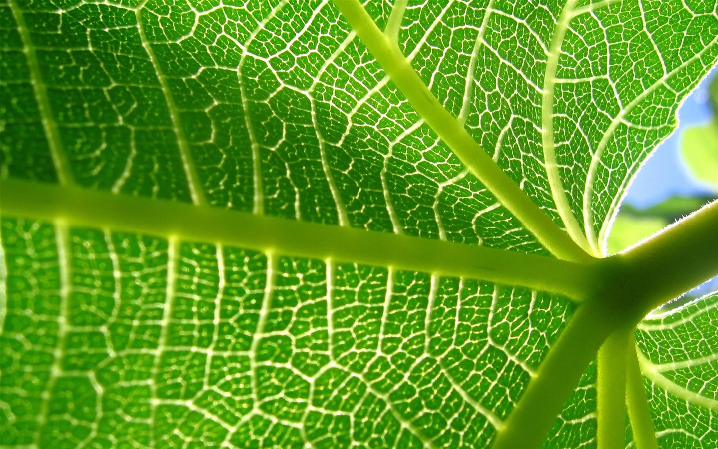 Velké zelené listy close-up květina tapety (2) #13 - 1440x900