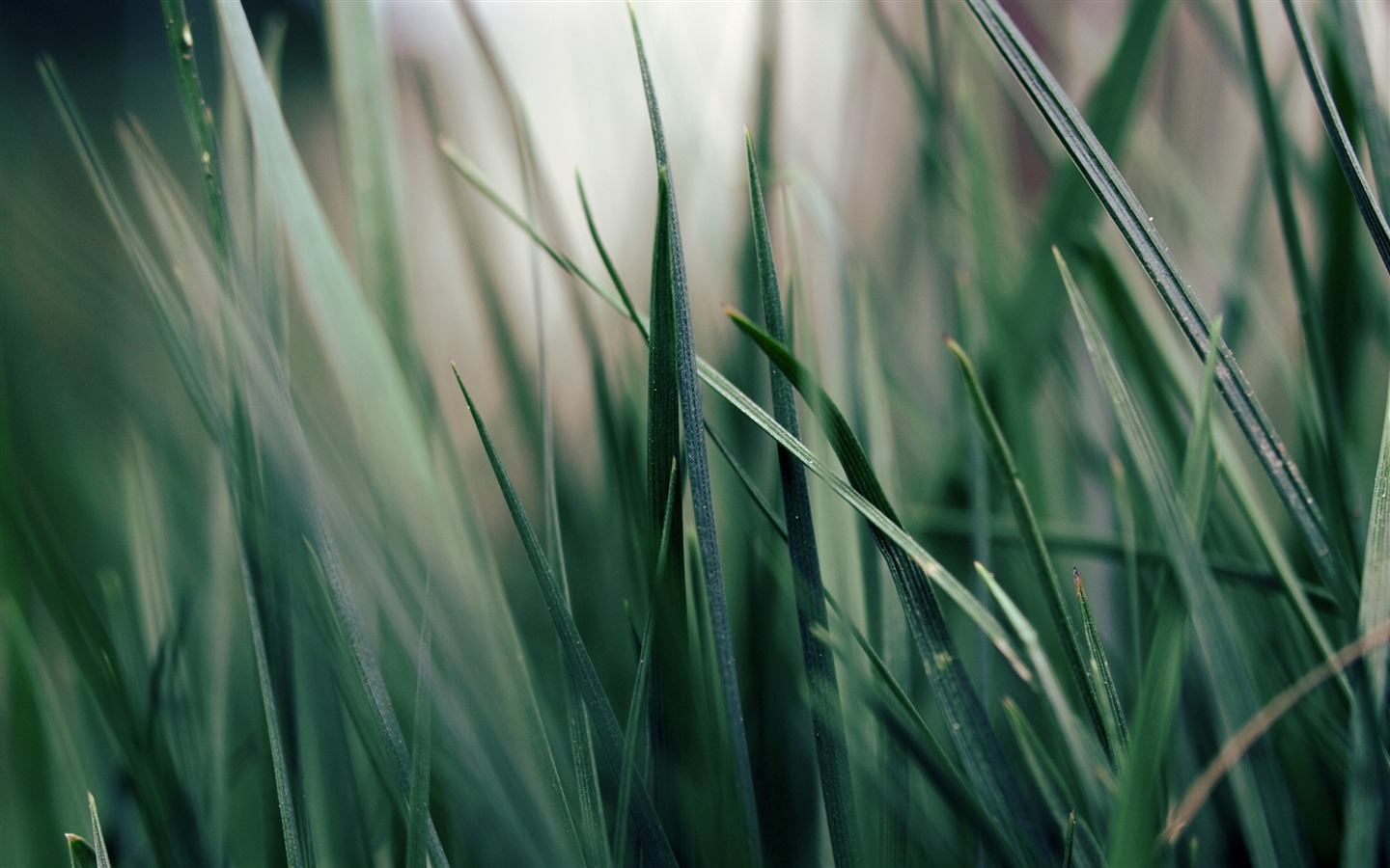 Large green leaves close-up flower wallpaper (2) #15 - 1440x900