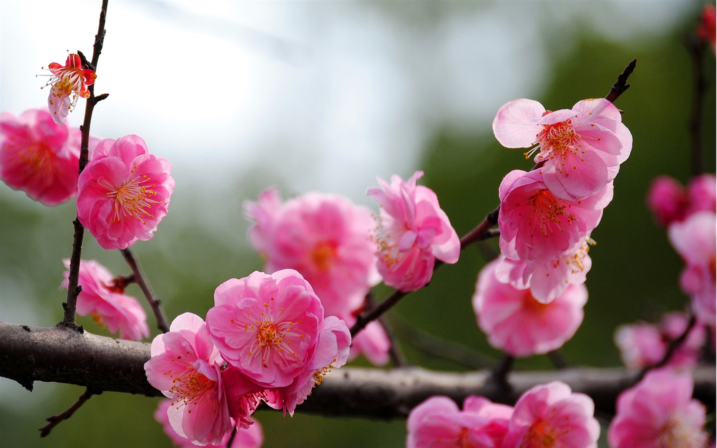 Švestka (Pink 526 záznamů) #8 - 1440x900