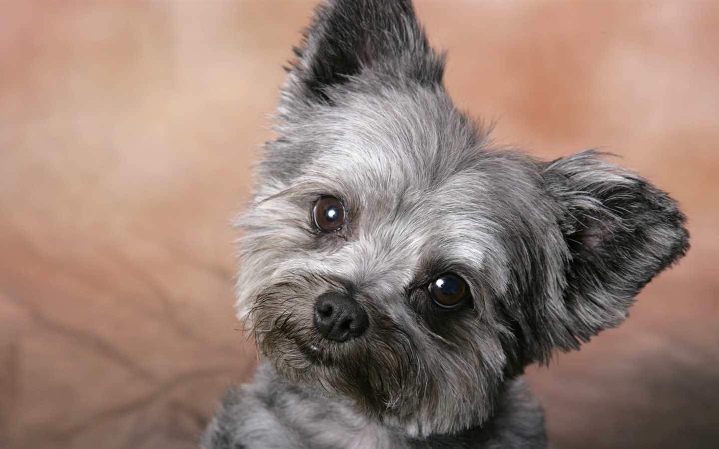 Animal Wallpaper Collection (21) #12 - 1440x900