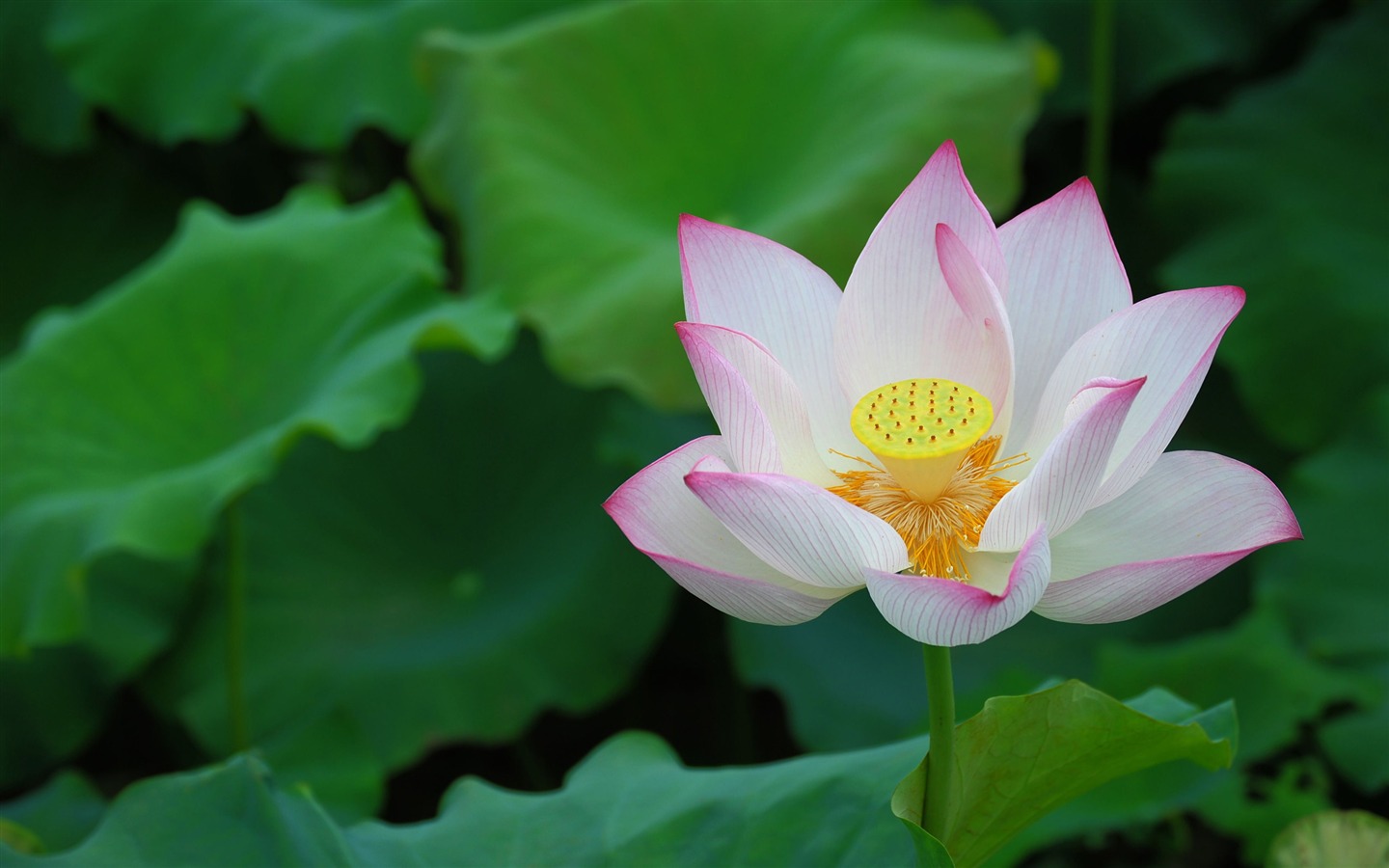 Shengruxiahua (Pretty in Pink 526 záznamů) #10 - 1440x900