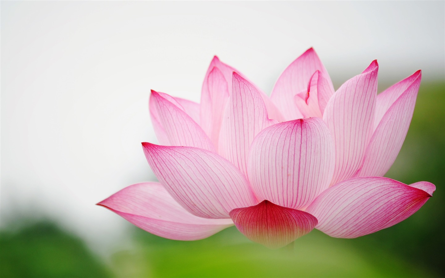 Shengruxiahua (Pretty in Pink 526 entries) #15 - 1440x900