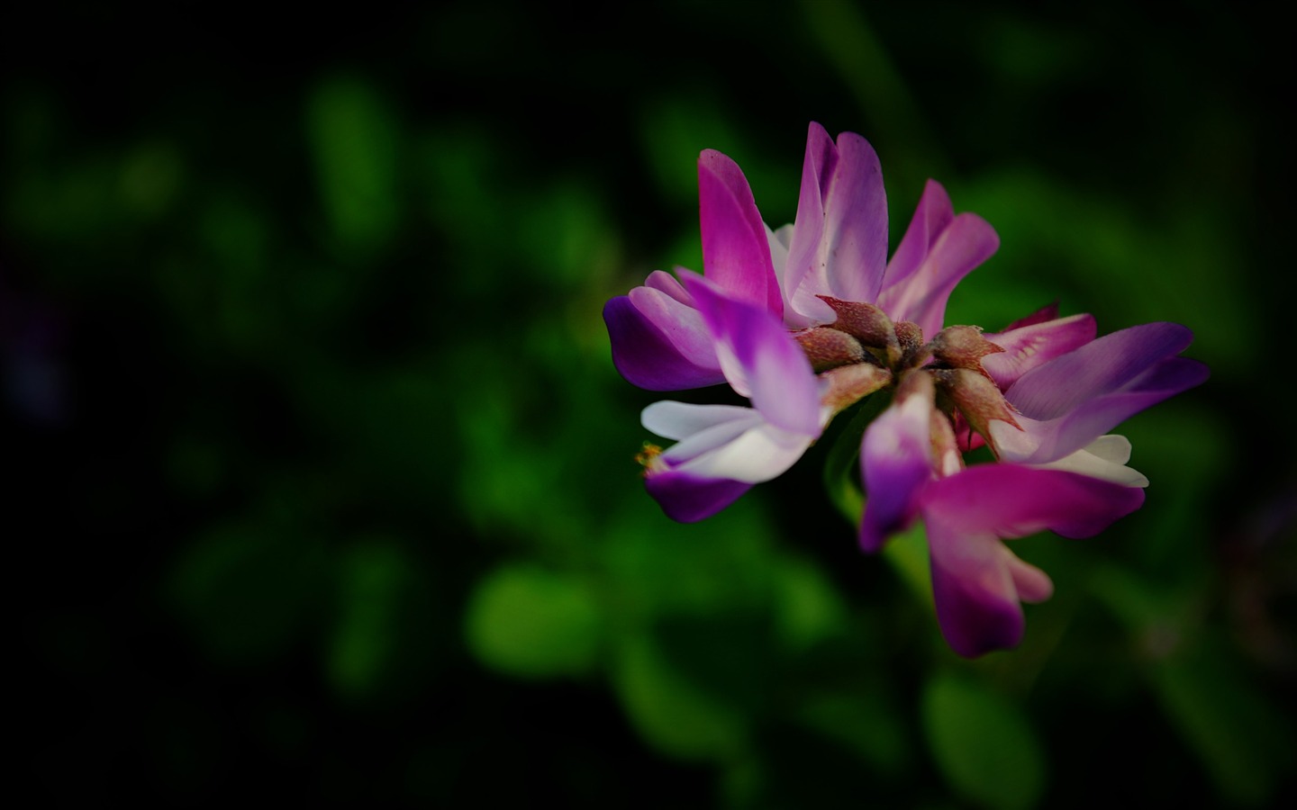 Tyto květiny (Pretty in Pink 526 záznamů) #7 - 1440x900