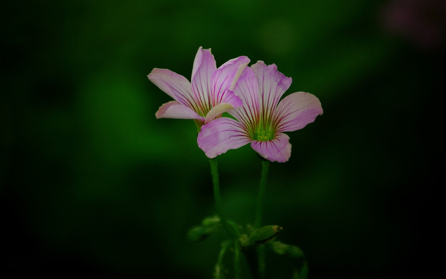 Tyto květiny (Pretty in Pink 526 záznamů) #14 - 1440x900