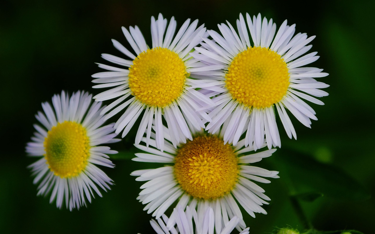 Flowers macro (Pretty in Pink 526 entries) #20 - 1440x900