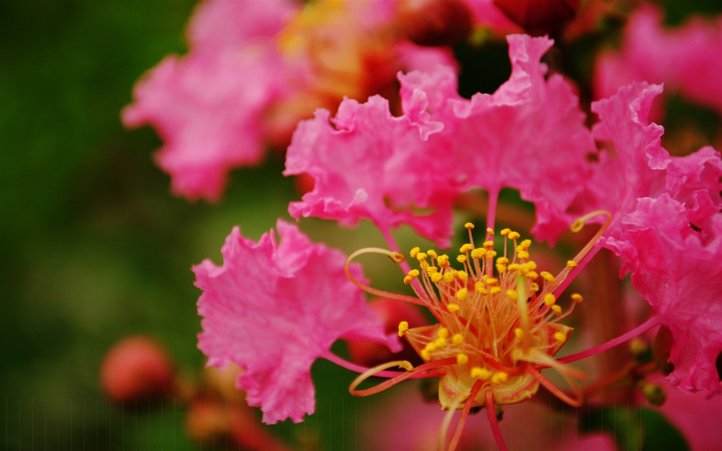 花（Pretty in Pinkで526エントリ） #1 - 1440x900