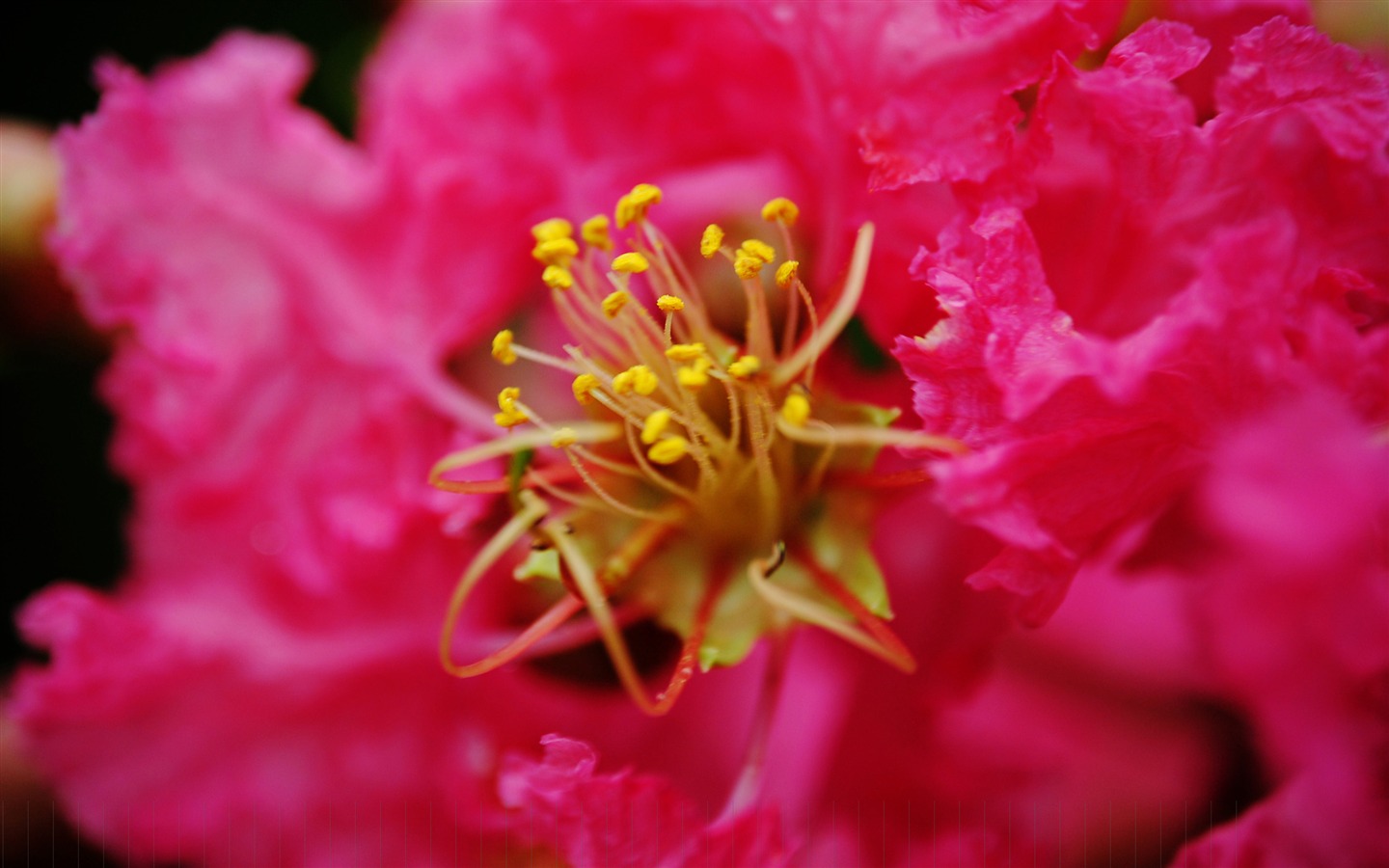 花（Pretty in Pinkで526エントリ） #19 - 1440x900