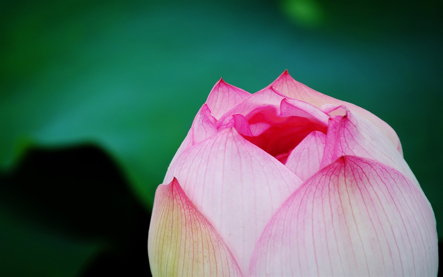 Lotus (Pretty in Pink 526 entries) #3 - 1440x900