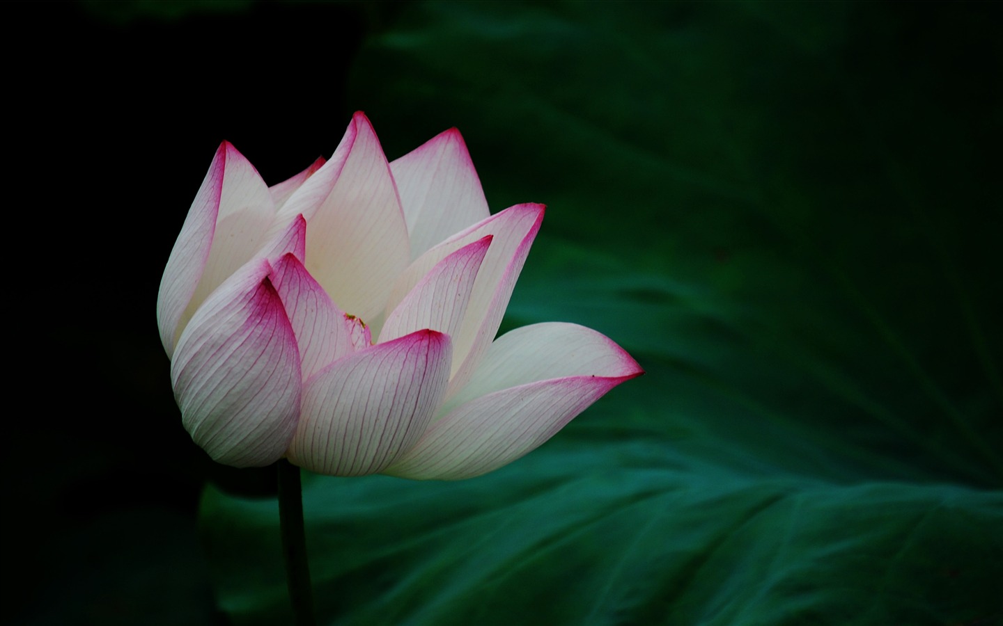 Lotus (Pretty in Pink 526 záznamů) #19 - 1440x900