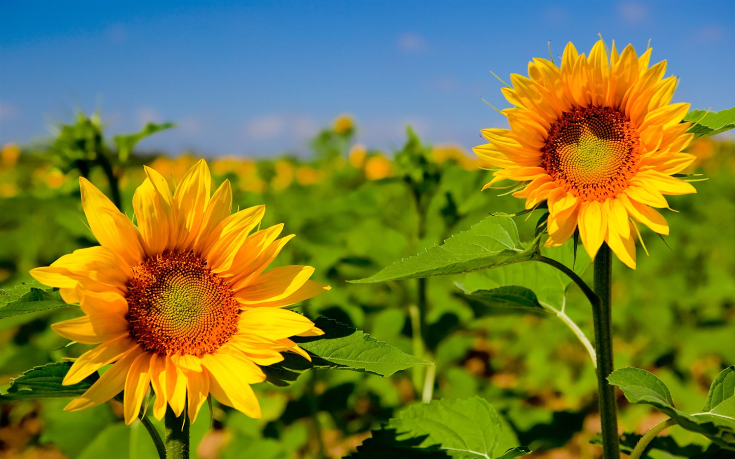 Beautiful sunflower close-up wallpaper (1) #14 - 1440x900