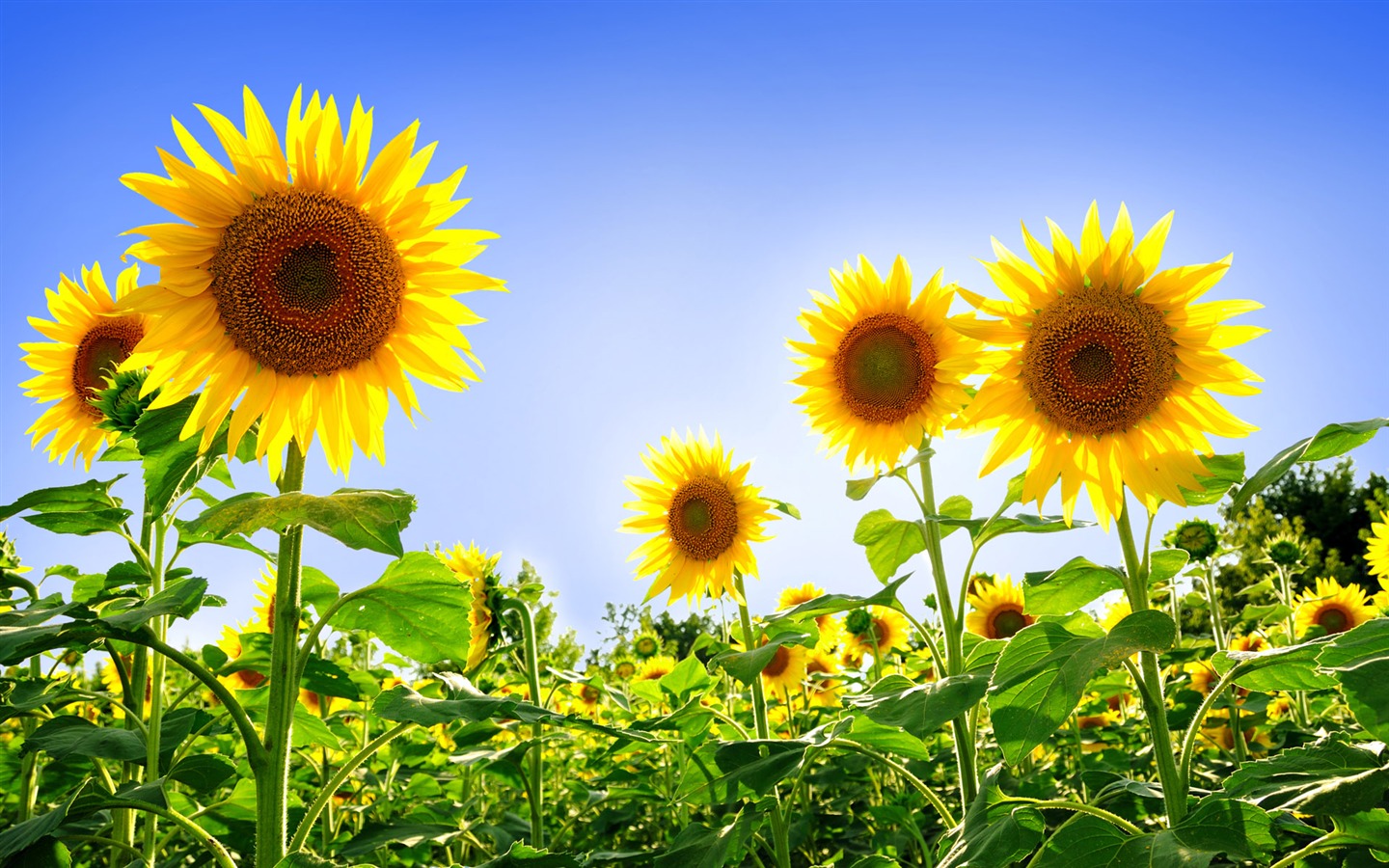 Beautiful sunflower close-up wallpaper (1) #18 - 1440x900