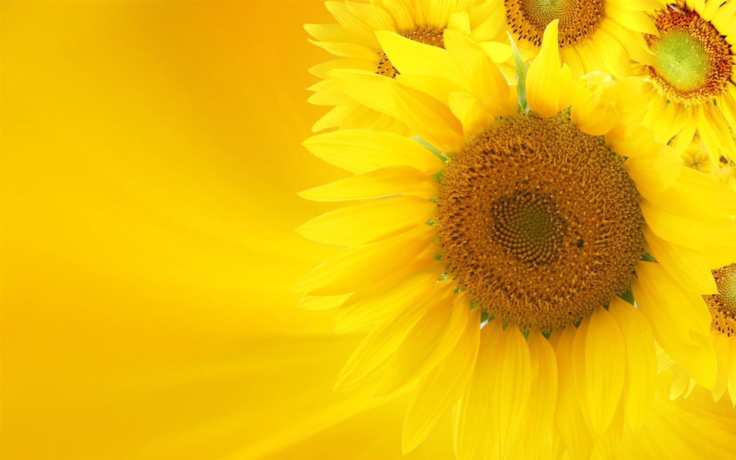 Beautiful sunflower close-up wallpaper (2) #15 - 1440x900