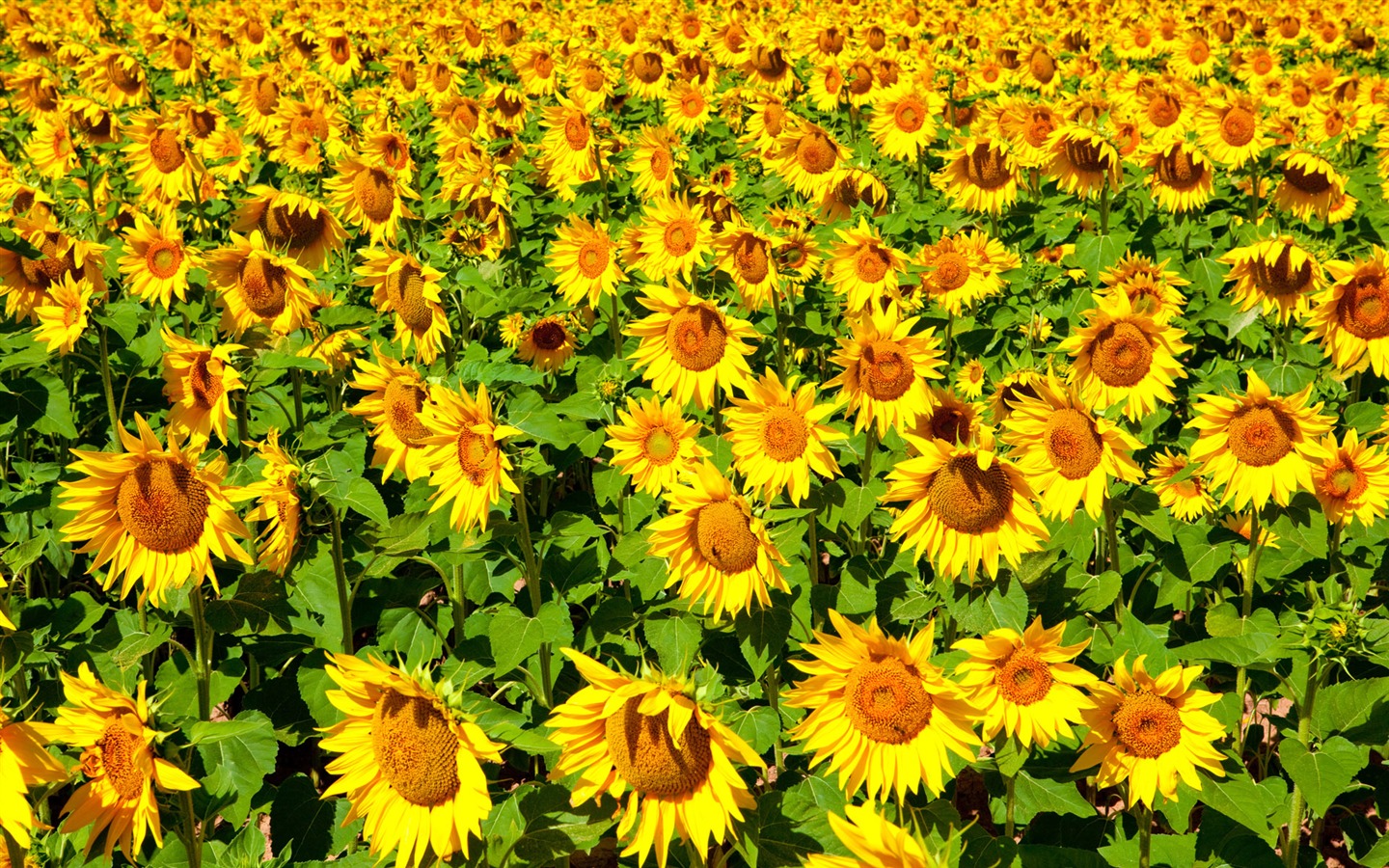 Beautiful sunflower close-up wallpaper (2) #18 - 1440x900