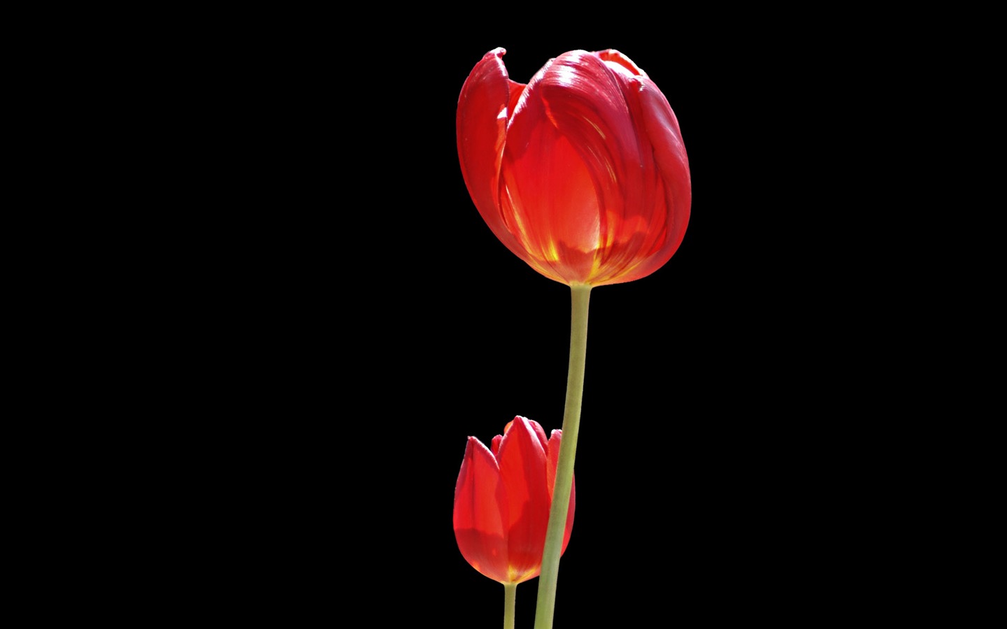 Fond d'écran album Tulip (8) #3 - 1440x900