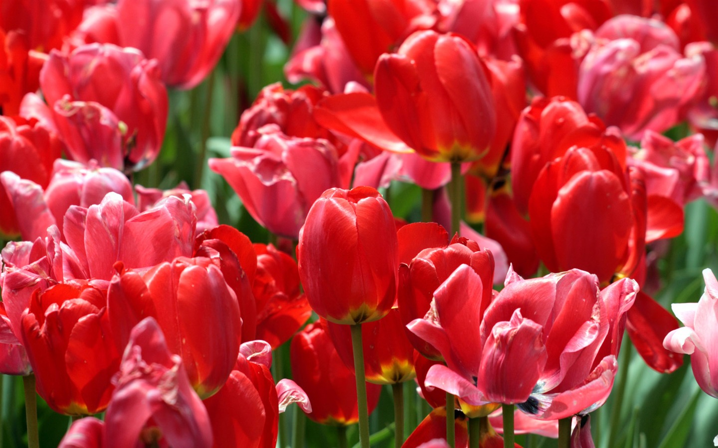 Tulip wallpaper album (8) #17 - 1440x900